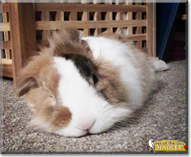 Hadley the Dwarf Lop Lionhead Rabbit, the Pet of the Day