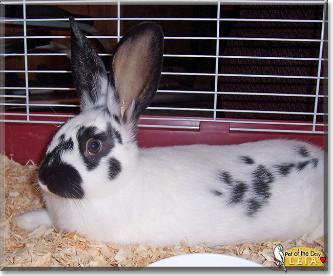 Leia the Rabbit, the Pet of the Day Leia the Rabbit, the Pet of the Day