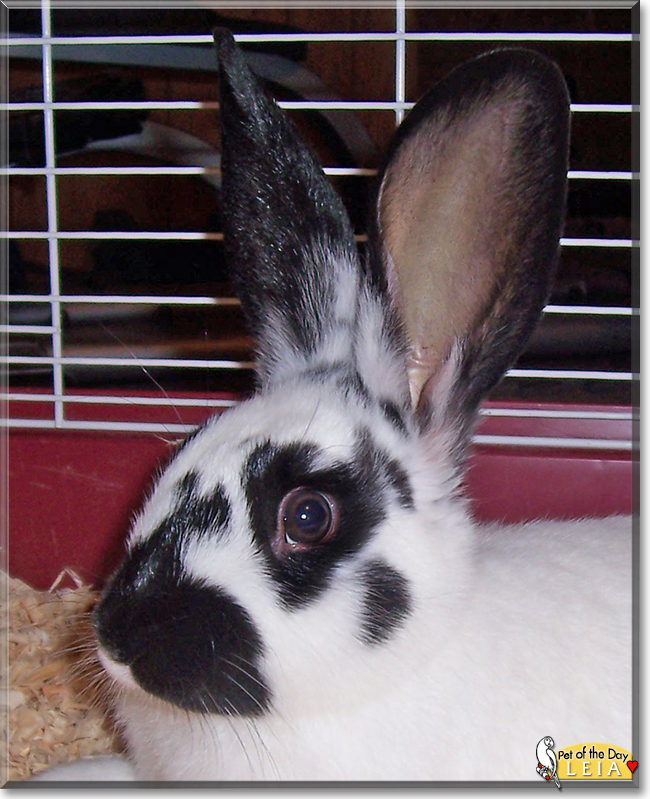 Leia the Rabbit, the Pet of the Day