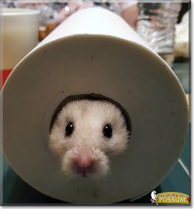 Possum the Teddy Bear Hamster, the Pet of the Day