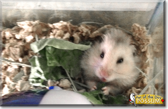 Possum the Teddy Bear Hamster, the Pet of the Day