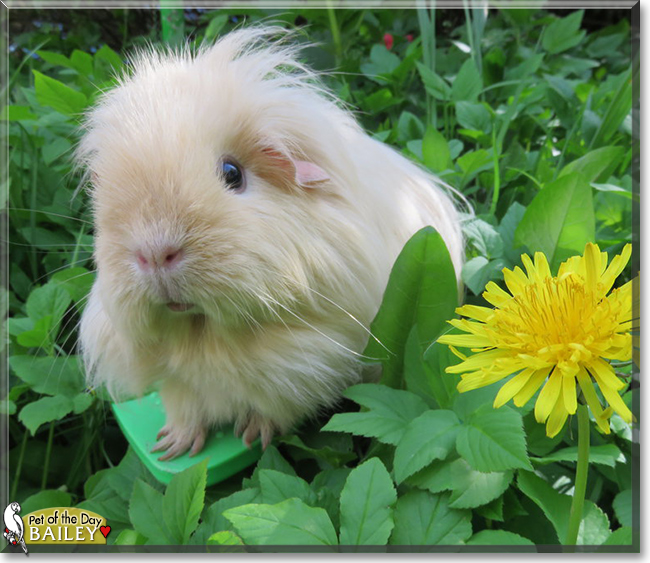 Bailey the Sheltie Guinea Pig, the Pet of the Day Bailey the Sheltie Guinea Pig, the Pet of the Day