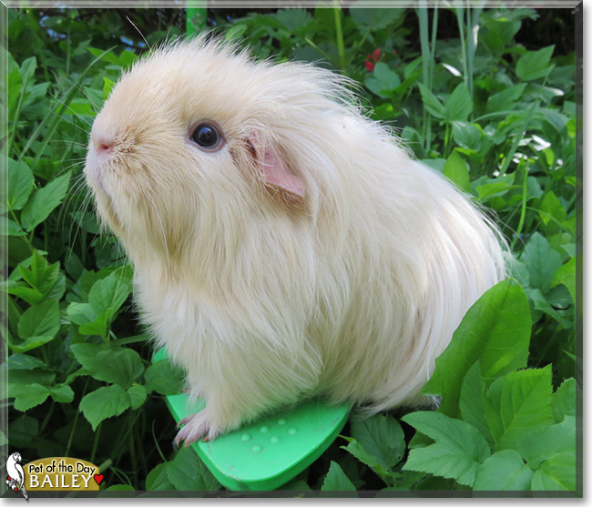 Bailey the Sheltie Guinea Pig, the Pet of the Day
