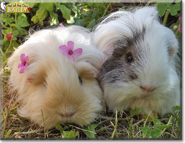 Bailey the Sheltie Guinea Pig, the Pet of the Day