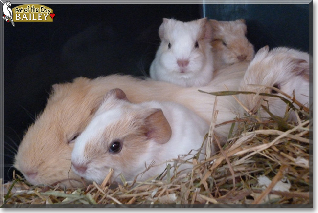 Bailey the Sheltie Guinea Pig, the Pet of the Day