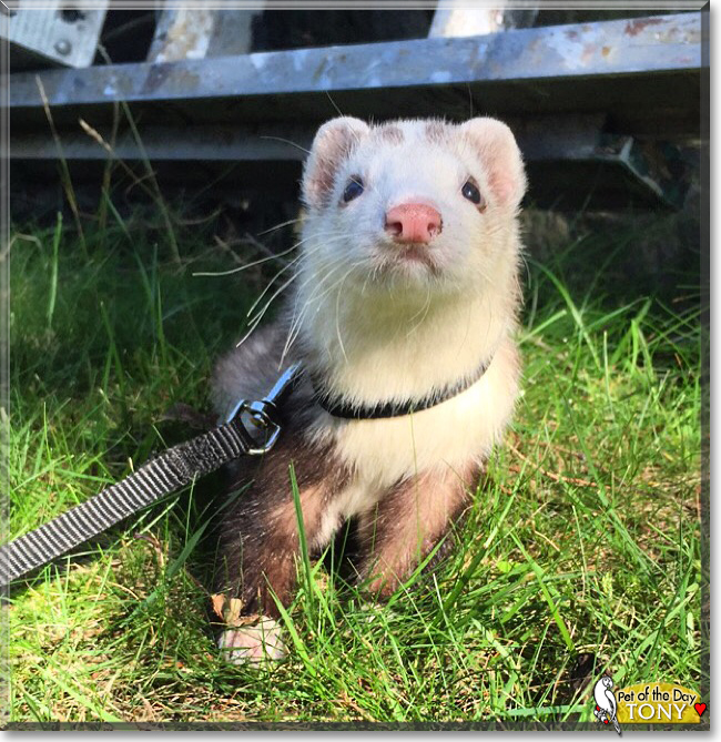 Tony the Ferret, the Pet of the Day Tony the Ferret, the Pet of the Day