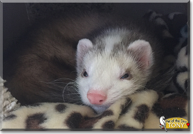 Tony the Ferret, the Pet of the Day