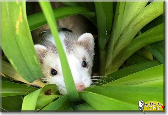 Tony the Ferret, the Pet of the Day