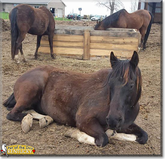 Kentucky the Shire/Paint Horse, the Pet of the Day Kentucky the Shire/Paint Horse, the Pet of the Day