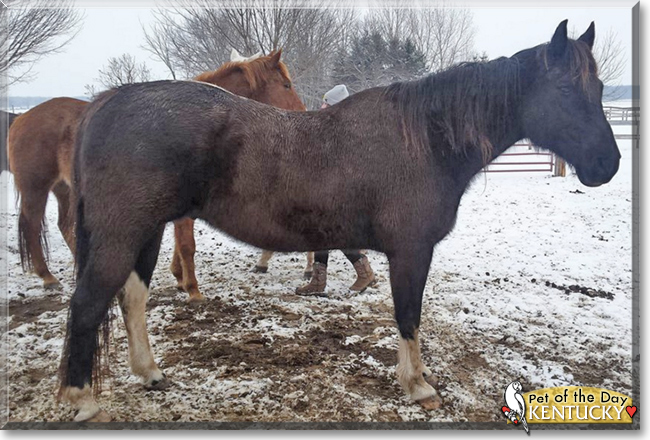 Kentucky the Shire/Paint Horse, the Pet of the Day