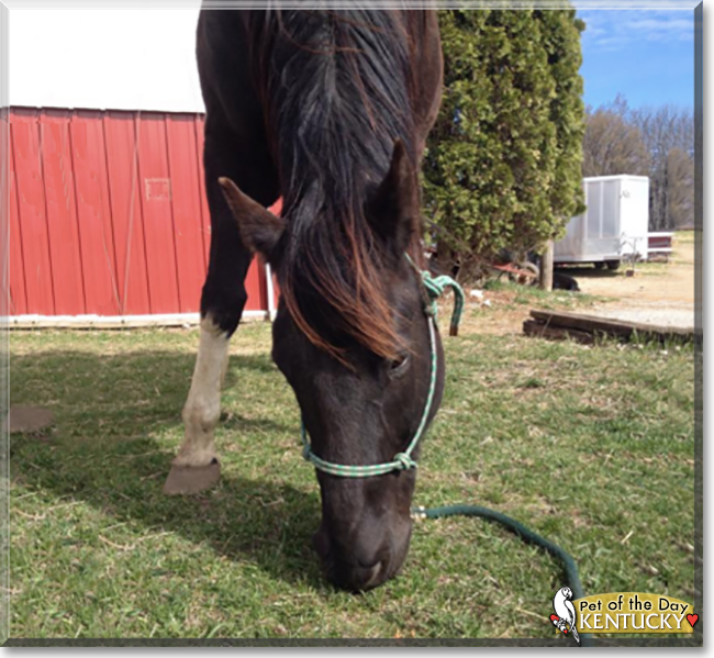 Kentucky the Shire/Paint Horse, the Pet of the Day