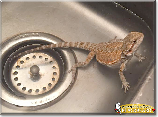 Captain Blackbeard the Bearded Dragon, the Pet of the Day Captain Blackbeard the Bearded Dragon, the Pet of the Day