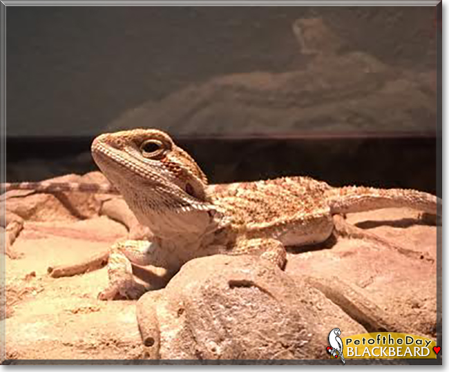 Captain Blackbeard the Bearded Dragon, the Pet of the Day