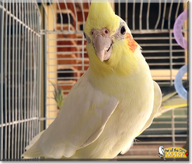 Mary the Lutino Cockatiel, the Pet of the Day Mary the Lutino Cockatiel, the Pet of the Day
