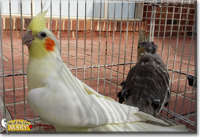 Mary the Lutino Cockatiel, the Pet of the Day