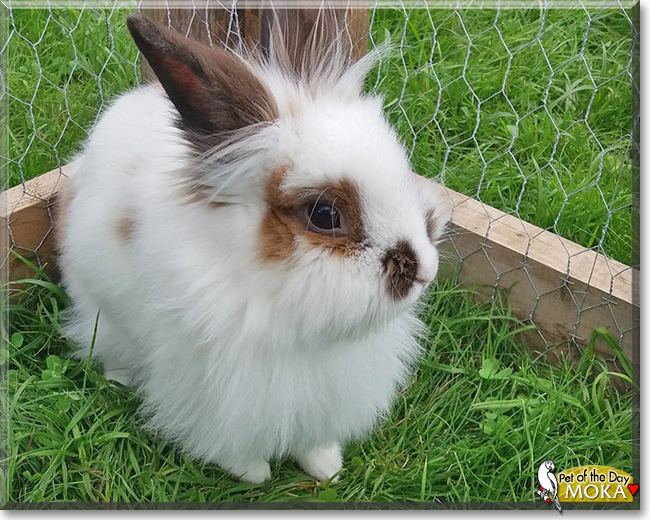Moka the Angora Mix Rabbit, the Pet of the Day Moka the Angora Mix Rabbit, the Pet of the Day