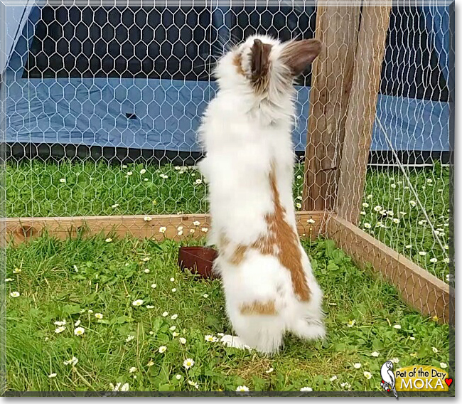 Moka the Angora Mix Rabbit, the Pet of the Day