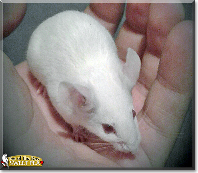 Sweet Pea the Albino Mouse, the Pet of the Day Sweet Pea the Albino Mouse, the Pet of the Day