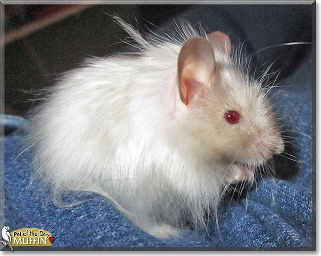 Muffin the Fancy Mouse, the Pet of the Day