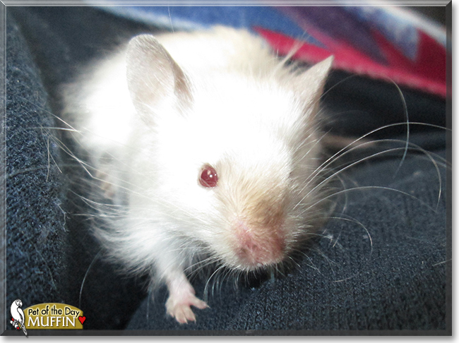 Muffin the Fancy Mouse, the Pet of the Day