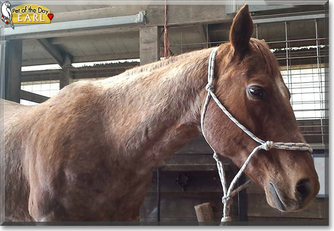Earl the Quarter Horse, the Pet of the Day Earl the Quarter Horse, the Pet of the Day