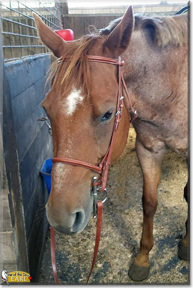 Earl the Quarter Horse, the Pet of the Day