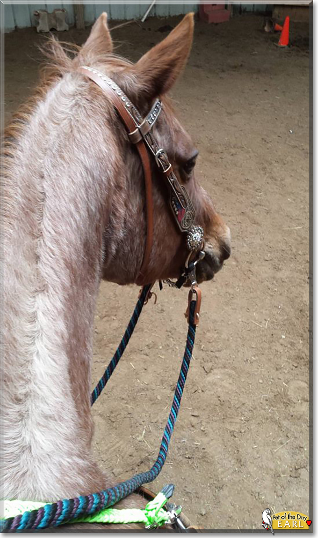Earl the Quarter Horse, the Pet of the Day