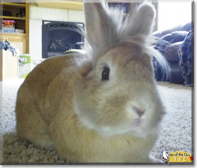 Tye the Lionhead Rabbit, the Pet of the Day Tye the Lionhead Rabbit, the Pet of the Day