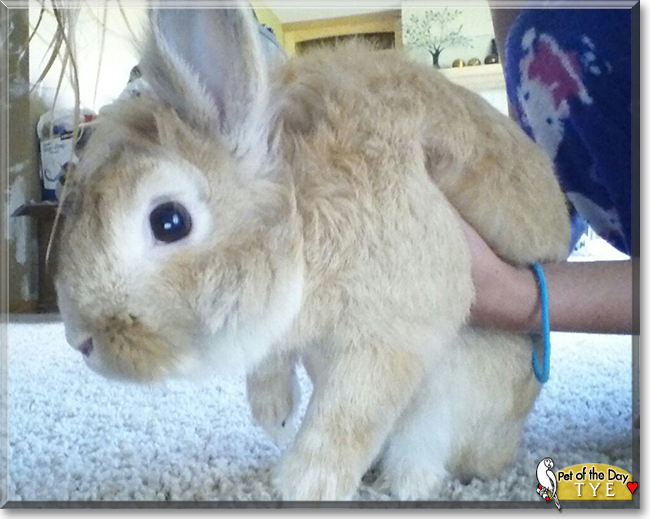Tye the Lionhead Rabbit, the Pet of the Day