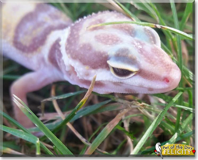 Felicity the Leopard Gecko, the Pet of the Day Felicity the Leopard Gecko, the Pet of the Day