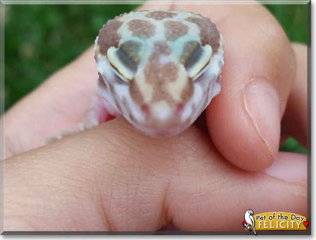 Felicity the Leopard Gecko, the Pet of the Day