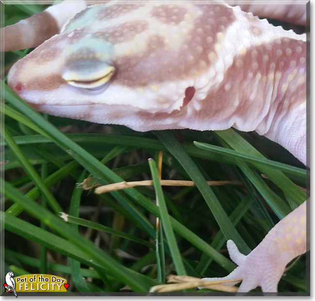 Felicity the Leopard Gecko, the Pet of the Day