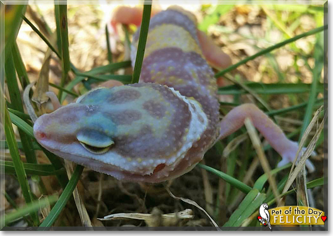Felicity the Leopard Gecko, the Pet of the Day
