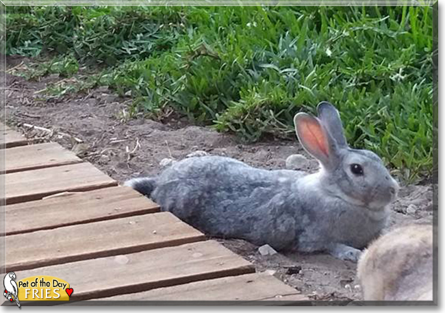 Fries the European Rabbit mix, the Pet of the Day Fries the European Rabbit mix, the Pet of the Day