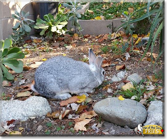 Fries the European Rabbit mix, the Pet of the Day