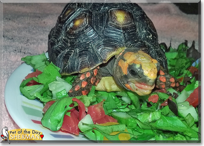 Sherman the Redfoot Tortoise, the Pet of the Day Sherman the Redfoot Tortoise, the Pet of the Day