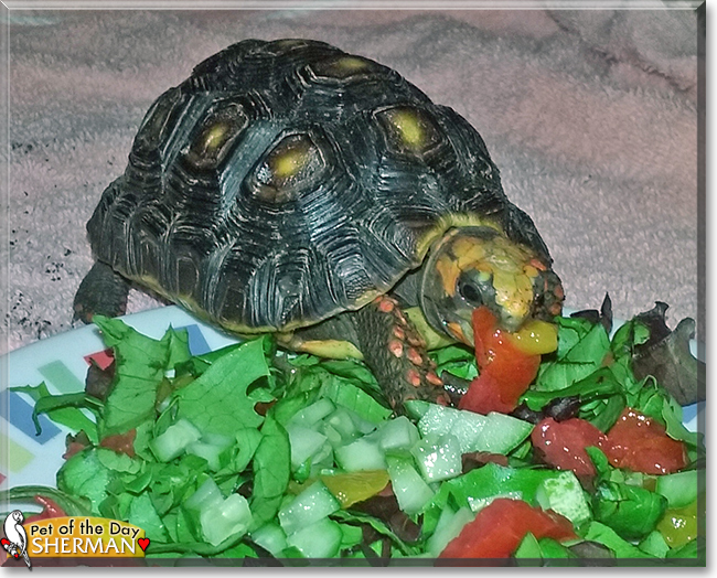 Sherman the Redfoot Tortoise, the Pet of the Day