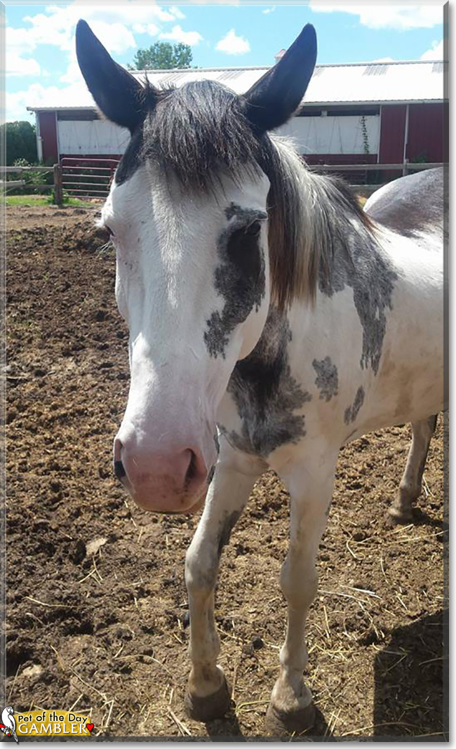 Gambler the Paint Horse, the Pet of the Day Gambler the Paint Horse, the Pet of the Day