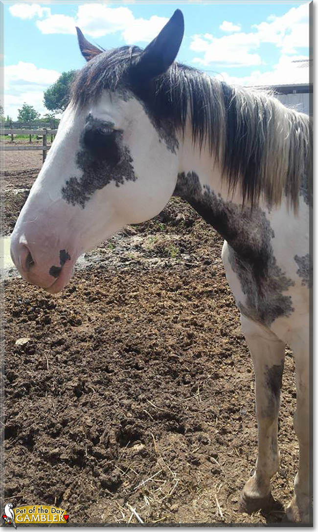 Gambler the Paint Horse, the Pet of the Day