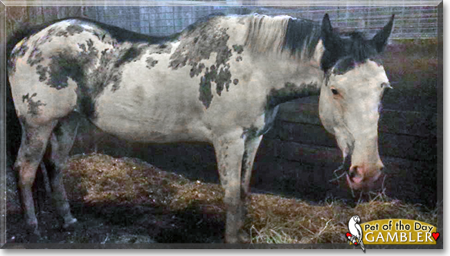 Gambler the Paint Horse, the Pet of the Day