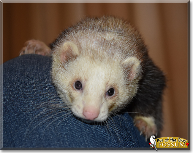 Possum the Ferret, the Pet of the Day Possum the Ferret, the Pet of the Day