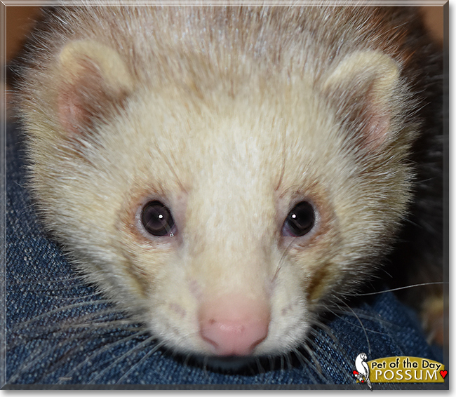 Possum the Ferret, the Pet of the Day