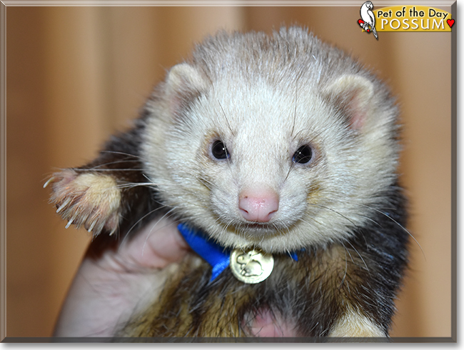 Possum the Ferret, the Pet of the Day