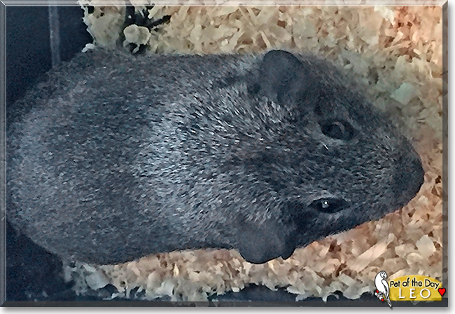 Leo the Guinea Pig, the Pet of the Day Leo the Guinea Pig, the Pet of the Day