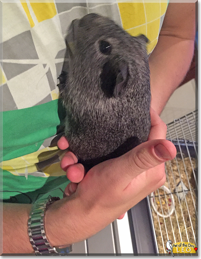 Leo the Guinea Pig, the Pet of the Day