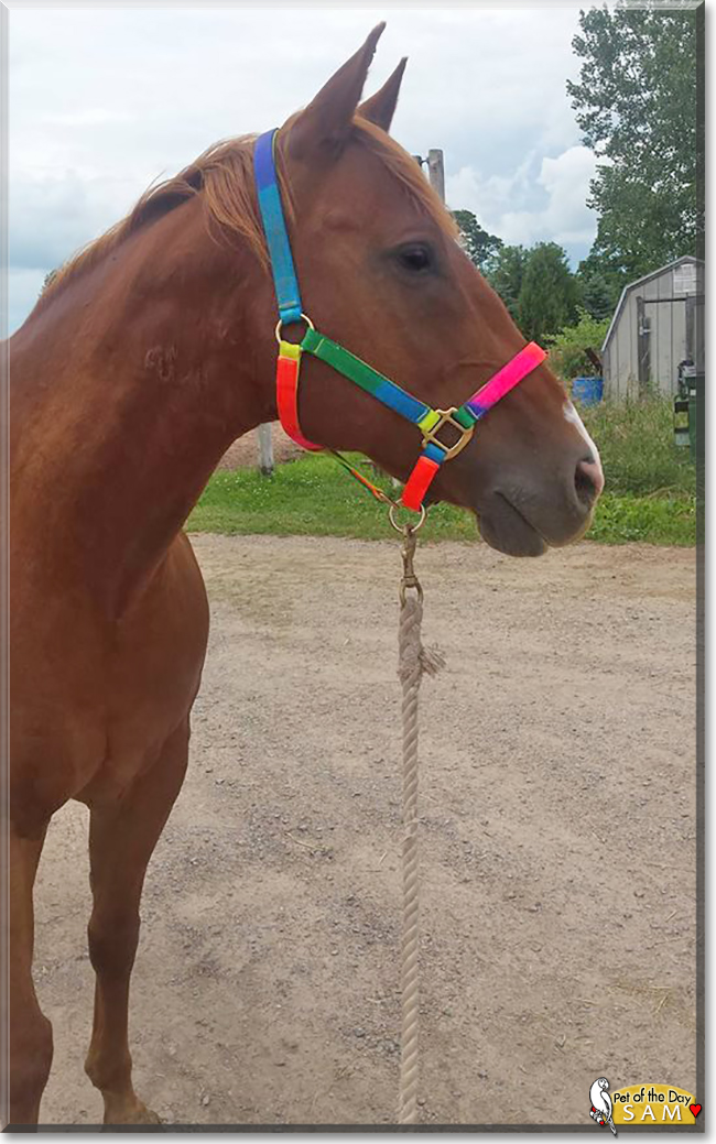 Sam the Quarter Horse, the Pet of the Day