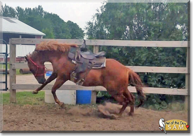 Sam the Quarter Horse, the Pet of the Day