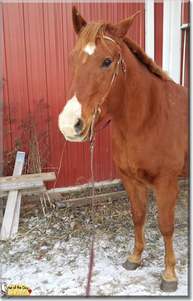 Sam the Quarter Horse, the Pet of the Day