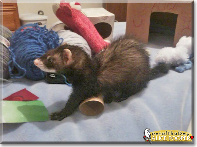 Alice Pooper the Ferret, the Pet of the Day