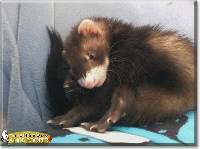 Alice Pooper the Ferret, the Pet of the Day